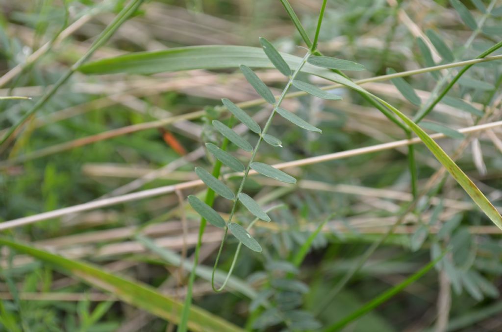 Vicia cfr. tenuifolia